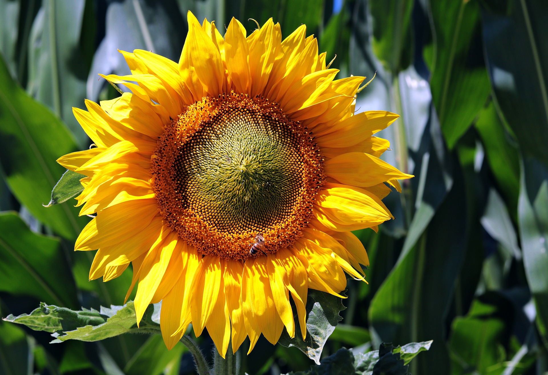 opening up sunflower
